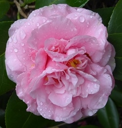 Debutante Camellia, Camellia japonica 'Debutante'